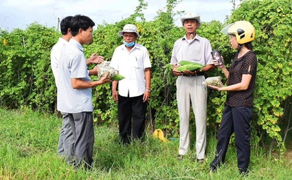 Mướp đắng trái vụ