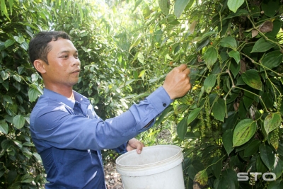 Gieo “cây hạt cay” trên vùng đất phèn