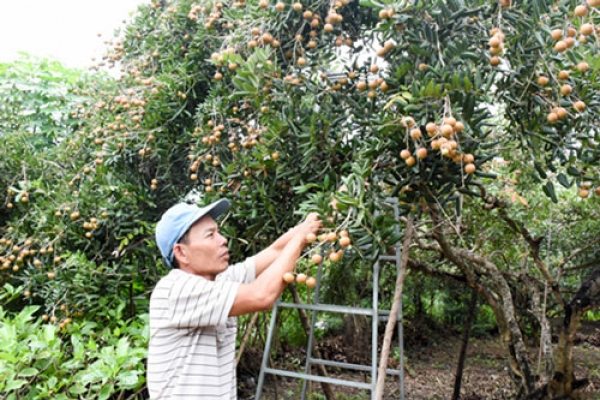 Sản xuất sạch để đưa nhãn xuất ngoại