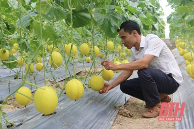 Hiệu quả mô hình trồng dưa Kim Hoàng hậu trong nhà màng tại xã Minh Sơn