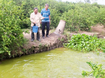 Hợp tác trồng chanh không hạt