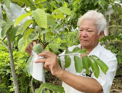 Giống na cho trái &#039;khổng lồ&#039; cần thời gian đánh giá