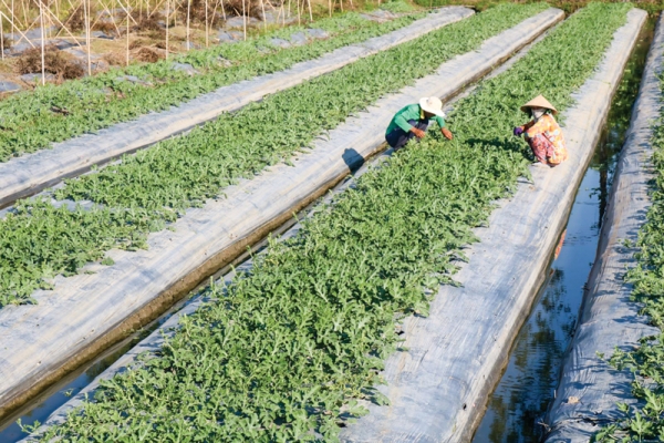 ĐBSCL: Diện tích gieo sạ lúa thu đông 2019 giảm so với cùng kỳ