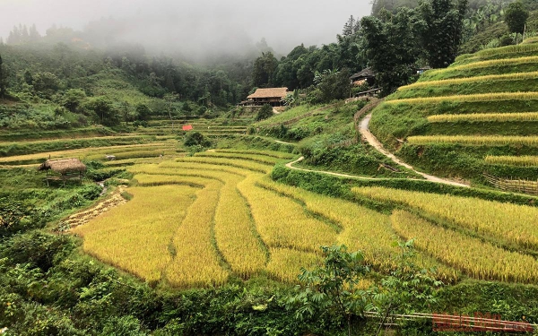 Những mùa vàng trên núi