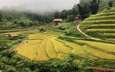 Những mùa vàng trên núi