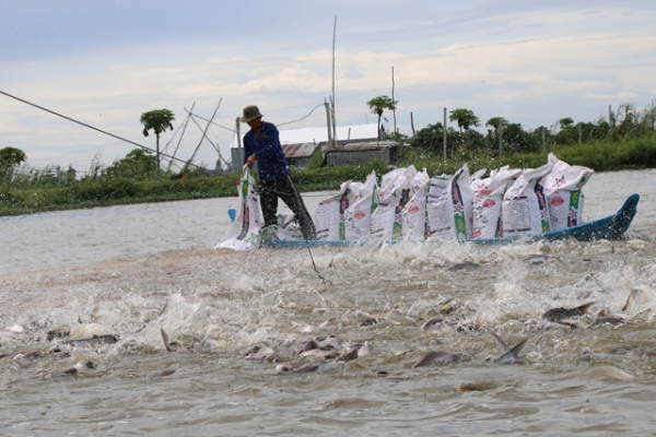 Giá cá tra nguyên liệu tăng