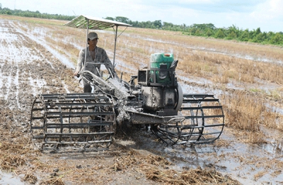 Lúa thu đông cần đảm bảo thời gian giãn vụ tối thiểu 3 tuần