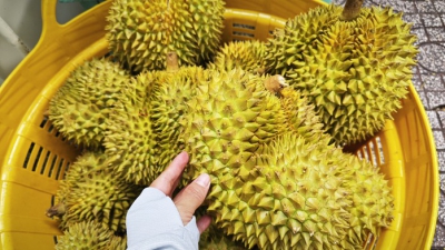 Ph&oacute; Thủ tướng y&ecirc;u cầu l&agrave;m r&otilde; tr&aacute;ch nhiệm để gi&aacute;n đoạn kiểm nghiệm sầu ri&ecirc;ng