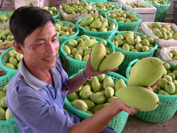 Tìm hướng đi mới để trái xoài An Giang vươn xa