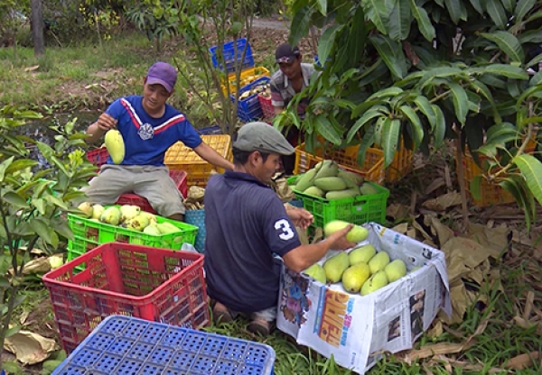 Giá xoài Đài Loan tăng