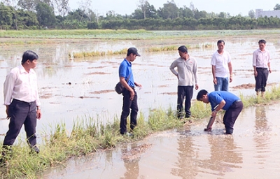 Thành phố Vị Thanh: Tiếp tục thí điểm sản xuất lúa ứng dụng phân bón thông minh