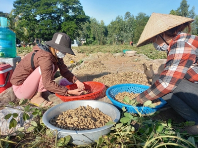 Nông dân thu hoạch đậu phộng được mùa, được giá