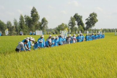 An Giang: Cần xây dựng chuỗi liên kết nâng cao chất lượng cho hạt gạo