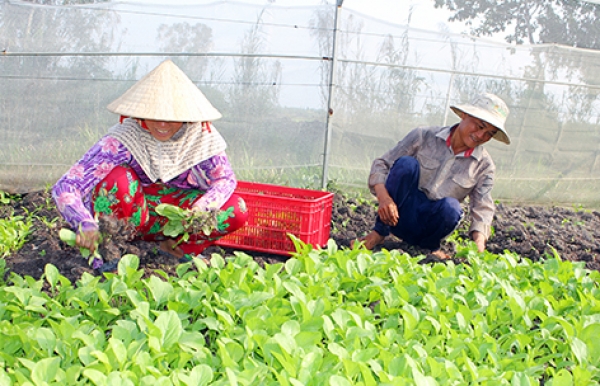 Nhân rộng mô hình rau màu an toàn