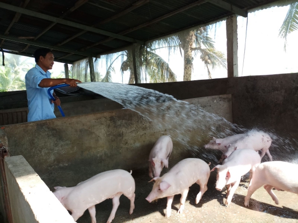 Tái đàn heo phục vụ thị trường Tết trong thế khó!