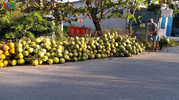 Dừa Xiêm ĐBSCL rớt giá thê thảm trong mùa đại dịch