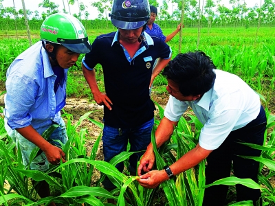 Xuất hiện sâu keo mùa thu gây hại trên cây bắp