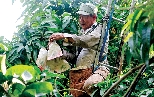 Xây dựng &quot;lai lịch minh bạch&quot; cho nông sản xuất khẩu