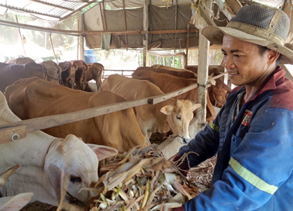 Thoát nghèo nhờ nuôi bò