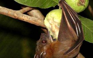Bộ Y tế cảnh b&aacute;o nguy cơ l&acirc;y virus Nipah qua thực phẩm