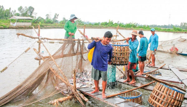 Giá cá tra nguyên liệu giảm trở lại