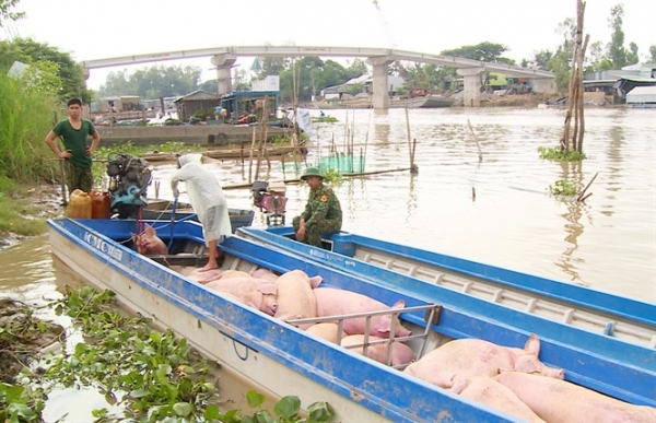 Nóng bỏng heo lậu tràn qua biên giới Tây Nam