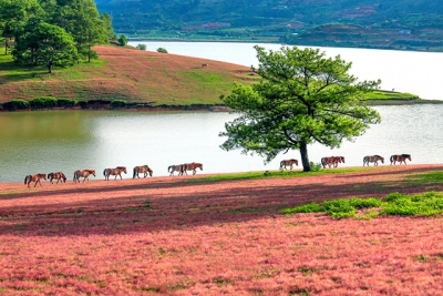 Trải nghiệm cao nguyên cỏ hồng Lang Biang