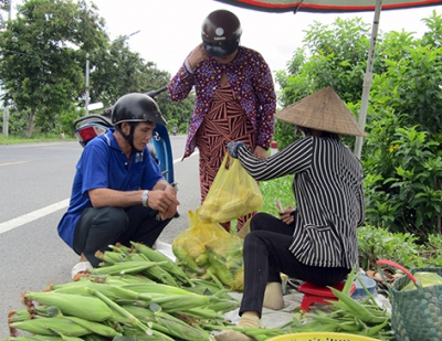 Giá bắp trái tăng