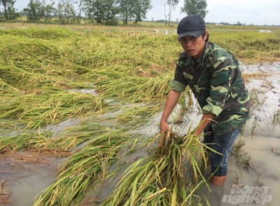 Bạc Liêu: Hơn 390 ha lúa hè thu bị sập do ảnh hưởng bão số 2