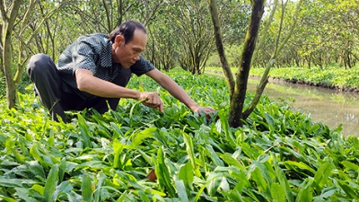 Huyện Phụng Hiệp: Nông dân trồng hơn 80ha ngò gai