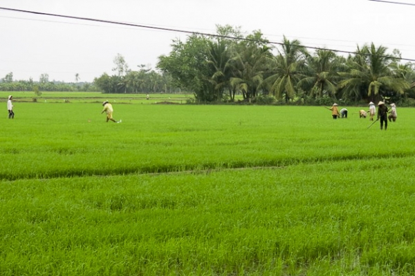 Hạn hán, xâm nhập mặn, nỗi lo vụ mùa