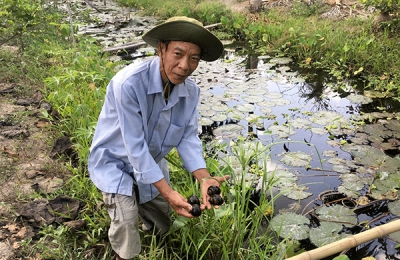 Nông dân Sóc Trăng làm giàu từ nuôi ốc Bươu