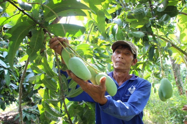 Chợ Mới nỗ lực tăng trưởng kinh tế trong điều kiện khó khăn