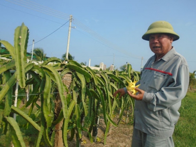 Nhiều giống thanh long mới