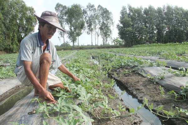 Xuống giống hơn 2.200ha rau màu phục vụ tết