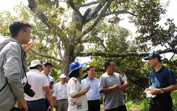 Phát triển mô hình nông nghiệp gắn kết du lịch