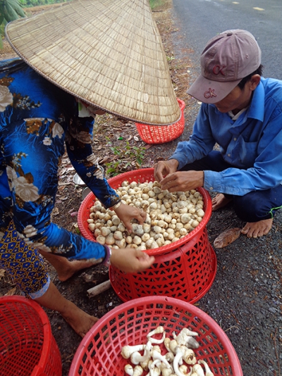 Nấm rơm tăng thêm hơn 2.000 đồng/kg