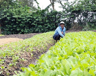 Nhân rộng mô hình trồng rau an toàn