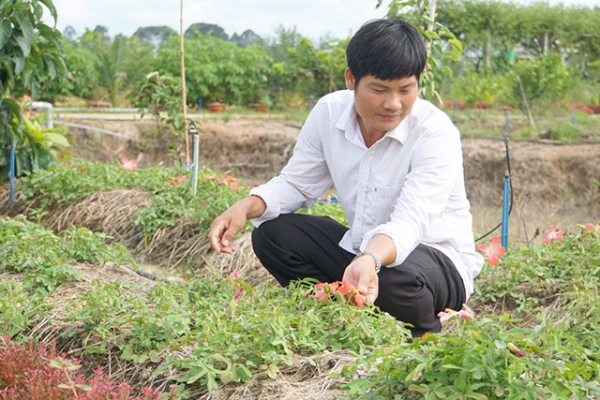 Anh Vũ Công Định thành công với mô hình trồng sâm bố chính