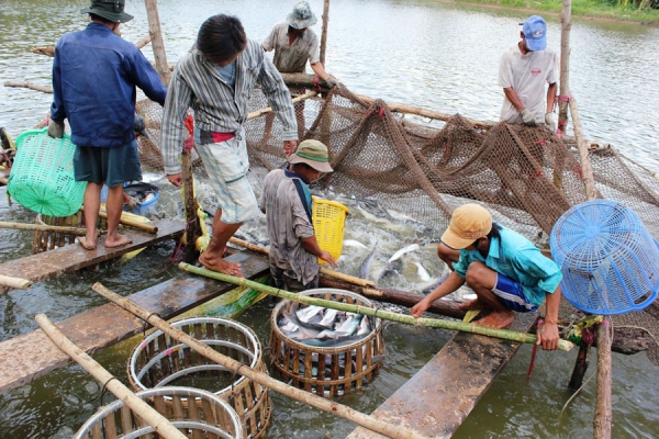 Giải bài toán chuỗi giá trị nông sản Việt