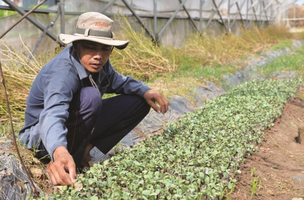 Châu Thành phát triển vùng chuyên canh rau màu