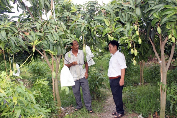 Diện tích cây ăn trái tăng mạnh