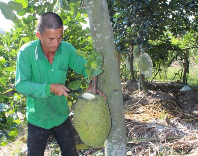 Long An có hơn 1.000ha mít Thái