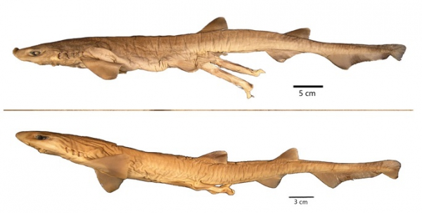 Phát hiện cá mập quái dị chưa từng thấy trên thế giới