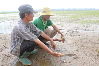 Lúa lại chết bất thường tại xã Long Khánh B, huyện Hồng Ngự