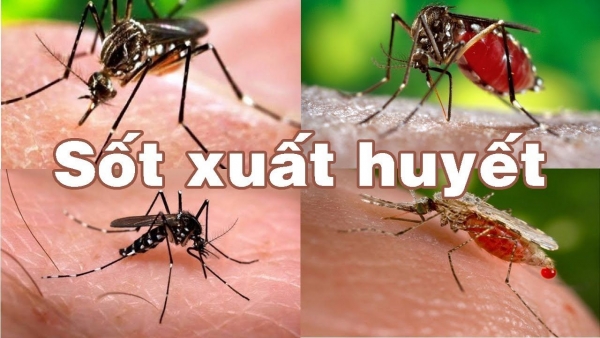 Bộ Y tế khuyến cáo người dân phòng bệnh sốt xuất huyết