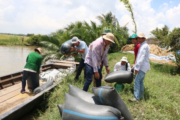 Phục tráng giống lúa OC 10, bài 2: Triển vọng giống lúa siêu nguyên chủng