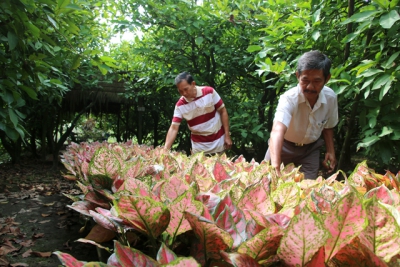 Nâng cao hiệu quả sản xuất hoa, kiểng cho nông dân