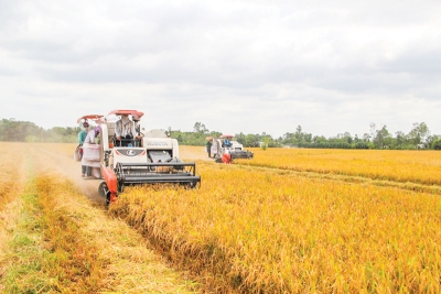 Để ngành lúa gạo thoát cảnh &quot;nay trồi, mai sụt&quot;…