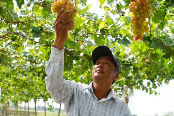 Bỏ đóng ghe sang trồng nho...